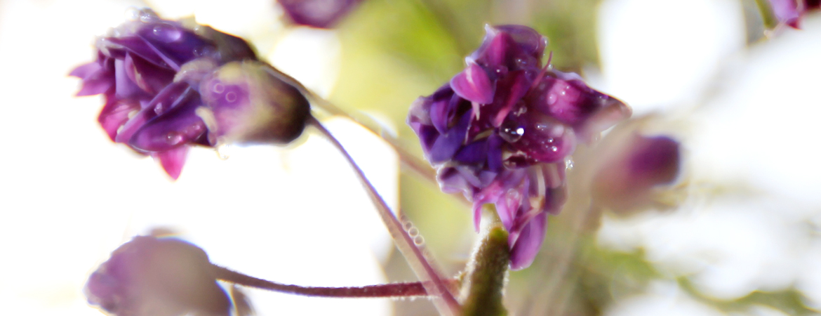 5-Wisteria-floribunda-Violacea-Plena