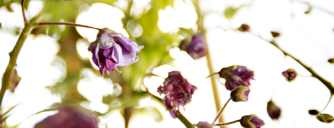 6-Wisteria-floribunda-Violacea-Plena