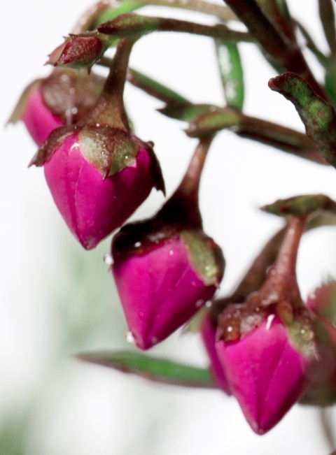 Salvia-Chamaedryoides_Argentea-BOX-HOME